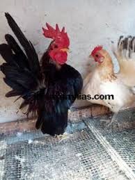 Ayam Serama Dewasa Sepasang Rooster Photo Animals