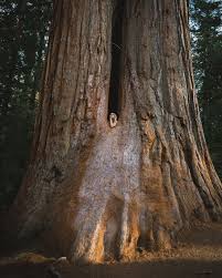 The tree, which measured 275 feet (84 m) tall and 21 feet (6.4 m) in diameter. Trail Of 100 Giants In Sequoia National Forest California Wanderland
