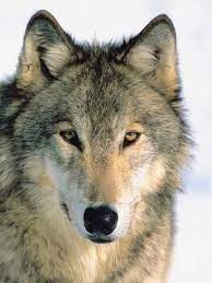 Gray Wolf Head Animals Wolf Images Wolf Pictures