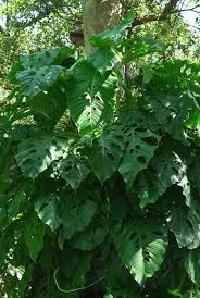 Monstera Acacoyaguensis Cool Plants Monstera Plants