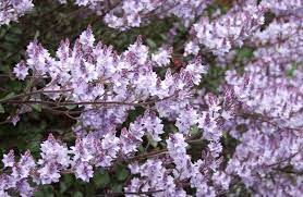 We did not find results for: Hardy Lilacs Brought By Settlers Otago Daily Times Online News