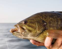 I've been fishing this rig for over a decade with what my dad always called his. Spot On Tubing Major League Fishing