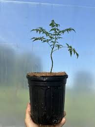 Image result for Melia azedarach