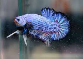 Your Aquatic Auction Website