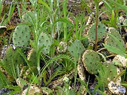 The eastern prickly pear is a striking plant with beautiful flowers. A Native Cactus Of Ohio Trekohio