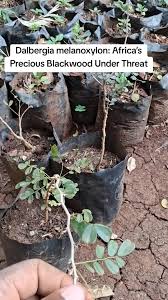 Image result for Dalbergia melanoxylon