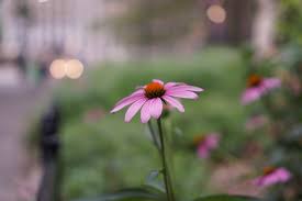 Hours may change under current circumstances David Cabrera Central Park Flowers