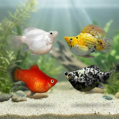 5-Pack Assorted Sailfin Balloon Molly Live Fish Freshwater Aquarium Colorful Mix | eBay