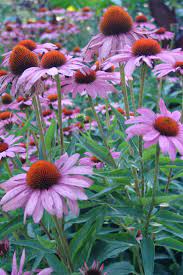 Google Image Result For Http Blogs Scottarboretum Org Gardenseeds Wp Content Uploads 2008 07 Echinacea Purpure Echinacea Purpurea Echinacea Beautiful Flowers