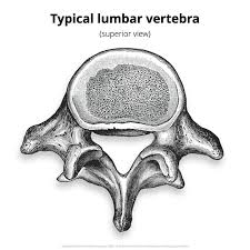 Image result for Lumbar vertebrae