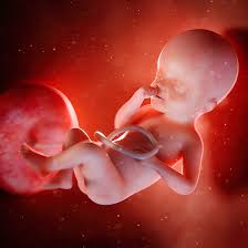 Its proportions reach extent of a ball. What To Expect When You Re 25 Weeks Pregnant