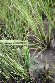 Image result for Chlorophytum gallabatense