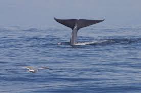 List Of Sea Animals A Z Owlcation