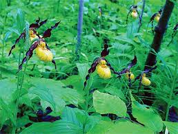 Maybe you would like to learn more about one of these? The Garden Club Of The Back Bay Page 192