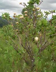 Image result for Zanha africana