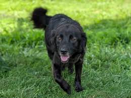 Image result for flat coated retrívr