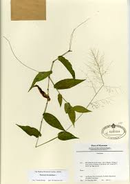 Image result for Panicum brevifolium