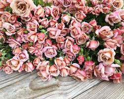 The rose is shipped packaged in dormant state. The Farmer The Florist Interview Grace Rose Farm Floret Flowers