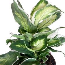Image result for beautiful dieffenbachia