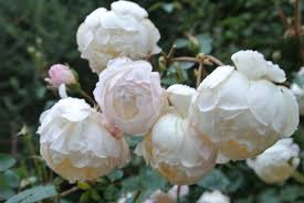 Charlotte is a david austin roses and the pictures tell it all. Desdemona Rose David Austin Rose Flowers David Austin