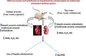 Effect Of Arsenic Acid Withdrawal On Hepatotoxicity And Disruption Of Erythrocyte Antioxidant Defense System Sciencedirect