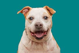 Halfway Home Animal...