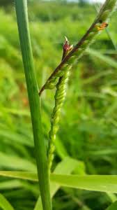 Image result for Urochloa eminii