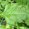 Wilting in beets may be the consequence of insect infestation or disease. Https Encrypted Tbn0 Gstatic Com Images Q Tbn And9gcskerumzdc2hz 0apkg8hw3rrk7vr Ixw7ihmkddrkn1 M4l0rx Usqp Cau