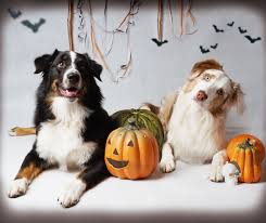 Happy Fall Ya All Australian Shepherd Blue Heeler Australian Shepherd Puppies Australian Shepherd