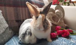 Sometimes, having a friend with a pet is even better than having a pet yourself. The History Of Domestication A Rabbit S Tale University Of Oxford