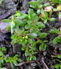 Image result for Montia fontana