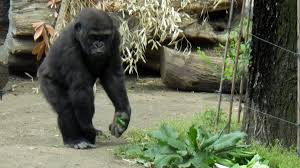 「上野動物園 ゴリラ」のブログ記事一覧(2ページ目)です。ハシビロコウ、野鳥、上野動物園の記録 当ブログ内の文章・画像・イラストなどの無断複写・転載は厳にお断りいたします。【marigold sky 4】 ãƒ‹ã‚·ã‚´ãƒªãƒ© ãƒ¢ãƒ¢ã‚« ã™ãã™ãæˆé•·ä¸­ æ±äº¬ã‚ºãƒ¼ãƒãƒƒãƒˆ