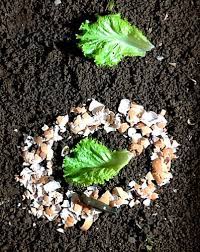 Anything you can spread around that has sharp edges is the plan. Eggshells Control Slugs Do They Really Work
