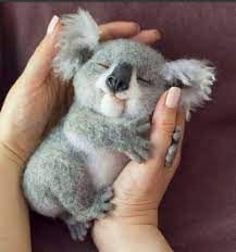 Looking for the best wallpapers? Susses Baby Koala Lose Puzzlespiele Kostenlos Auf Puzzle Factory
