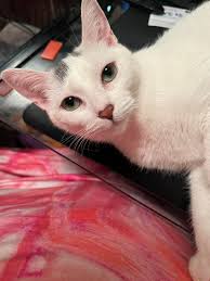 Lost cat Ellen found in Lancaster Walden/Iroquois/Central area