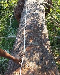 Image result for Amblygonocarpus