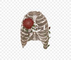 Human rib cage, 3/4 front view skeleton anatomy, human rib cage, skull and bones. Rib Cage Human Skeleton Drawing Anatomy Flower Png 500x700px Watercolor Cartoon Flower Frame Heart Download Free