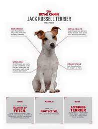 Pin On Jack Rusells