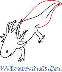 After that, you'll draw in the arms and legs, making them small, curving triangles. How To Draw An Axolotl Step By Step Tutorial