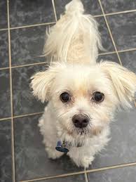 Just recently moved to the Rochester area, iso a small dog to help with  emotional support through my transition with my health. Please let me know  I am looking to adopt soon. |