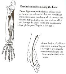 Fascia Bones And Muscles Beinghuman
