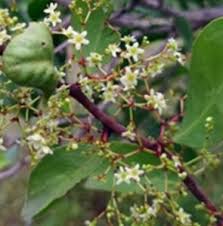 Image result for Gymnosporia matoboensis