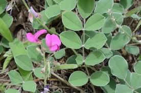 Image result for Tephrosia argyrolampra