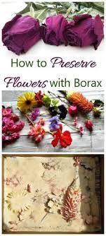 Check spelling or type a new query. Preserve Flowers With Borax Tips For Best Results The Gardening Cook Dried Flowers Diy How To Preserve Flowers Dried And Pressed Flowers