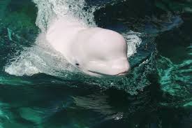 é¢é£ç»å