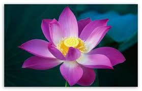 Lotus Flower Lotus Flower Wallpaper Flower Wallpaper Lily Flower