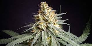 Image result for Silver Haze 1968 Imperial