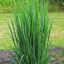 Image result for Panicum aequinerve