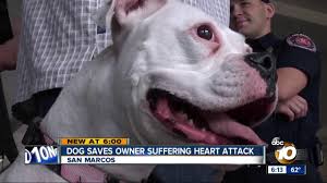 Dog Saves Owner Suffering Widow Maker Heart Attack Air Tv