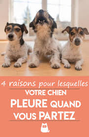 4 Raisons Pour Lesquelles Votre Chien Pleure Quand Vous Partez Chien Chiens Droles Chiens Et Chiots